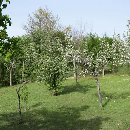 Perla * Despotovac